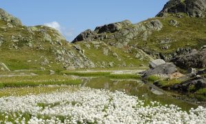 Bergwiesen und herrliche Berglandschaften in den Stubaier Alpen