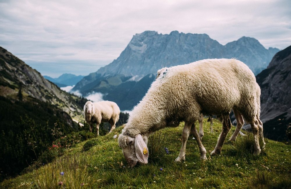 Bergschafe auf der Alpenüberquerung von Garmisch nach Meran Bergschafe auf der Alpenüberquerung von Garmisch nach Meran