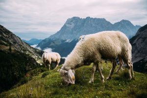 Bergschafe auf der Alpenüberquerung von Garmisch nach Meran