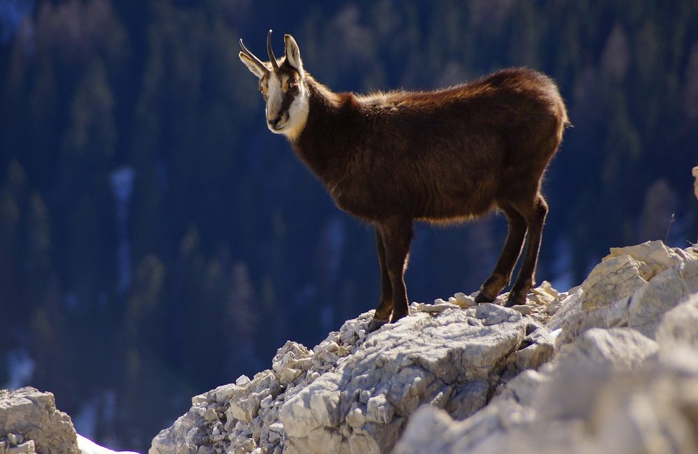 Hurra die Gams - auf jeder Alpenüberquerung fester Bestandteil Hurra die Gams - auf jeder Alpenüberquerung fester Bestandteil