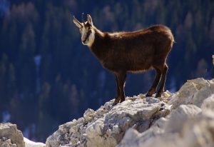 Hurra die Gams - auf jeder Alpenüberquerung fester Bestandteil