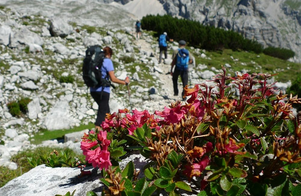 Der Bergwanderführer erklärt auf der Alpenüberquerung auch sehr viel zu Flora und Fauna Der Bergwanderführer erklärt auf der Alpenüberquerung auch sehr viel zu Flora und Fauna
