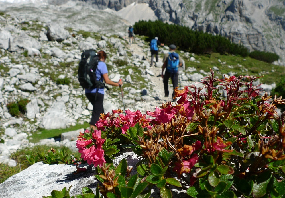 Der Bergwanderführer erklärt auf der Alpenüberquerung auch sehr viel zu Flora und Fauna
